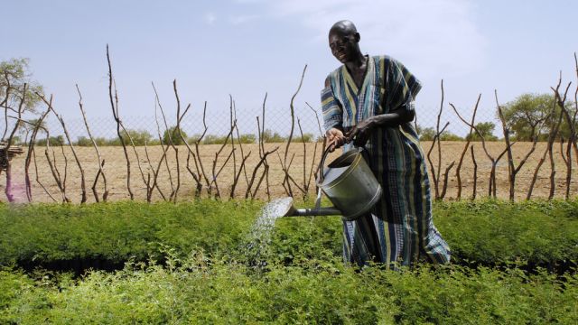 Farmer watering crops